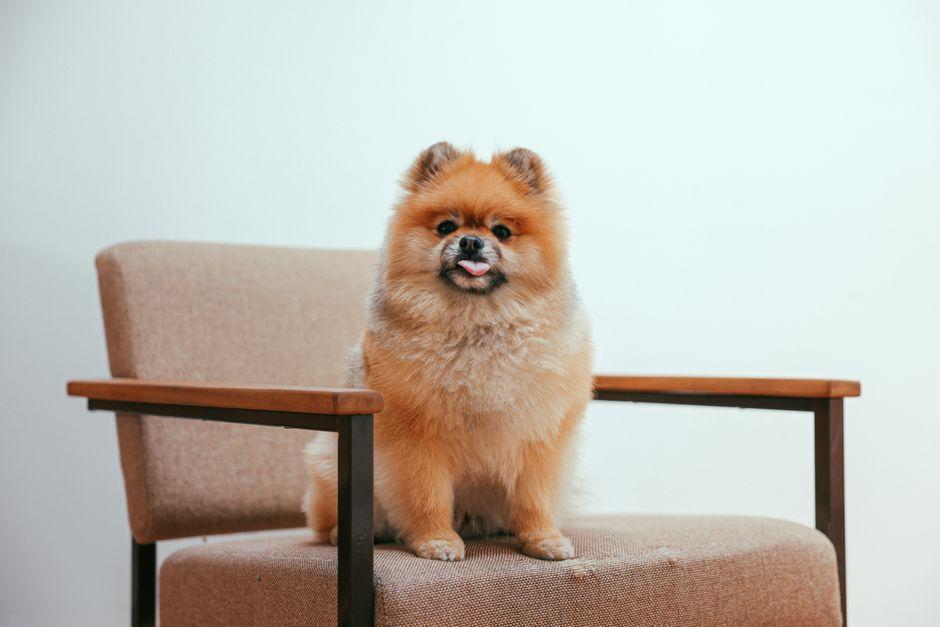 What Are the Best Names for a Dog? Easy Tips for Picking a Perfect Name for Your Furry Friend